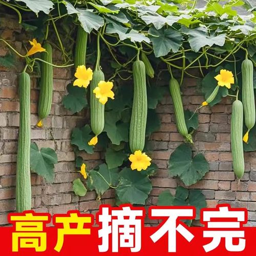 肉丝瓜种子种籽秧苗【超高产】