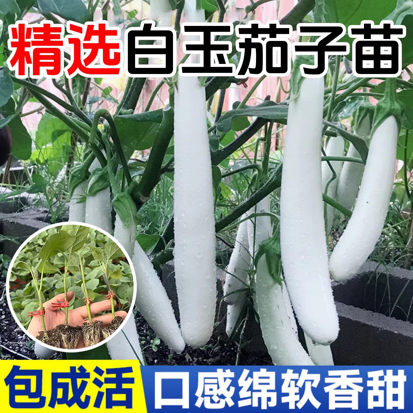 白玉长茄苗白茄苗种子籽高产鸡蛋茄杭茄子紫长茄子四季盆栽秧苗
