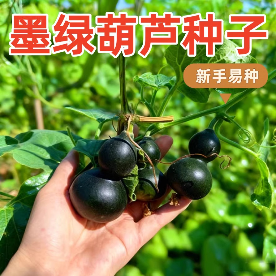 墨绿八宝小葫芦种子翡翠葫芦盆栽手捻葫芦文玩种籽新品种阳台盆栽