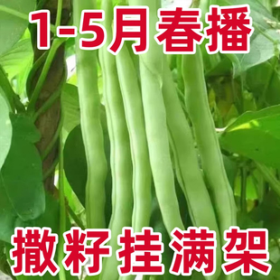 红花白荚四季豆种子有架小金豆籽夏季播红花豆角阳台菜园蔬菜种子