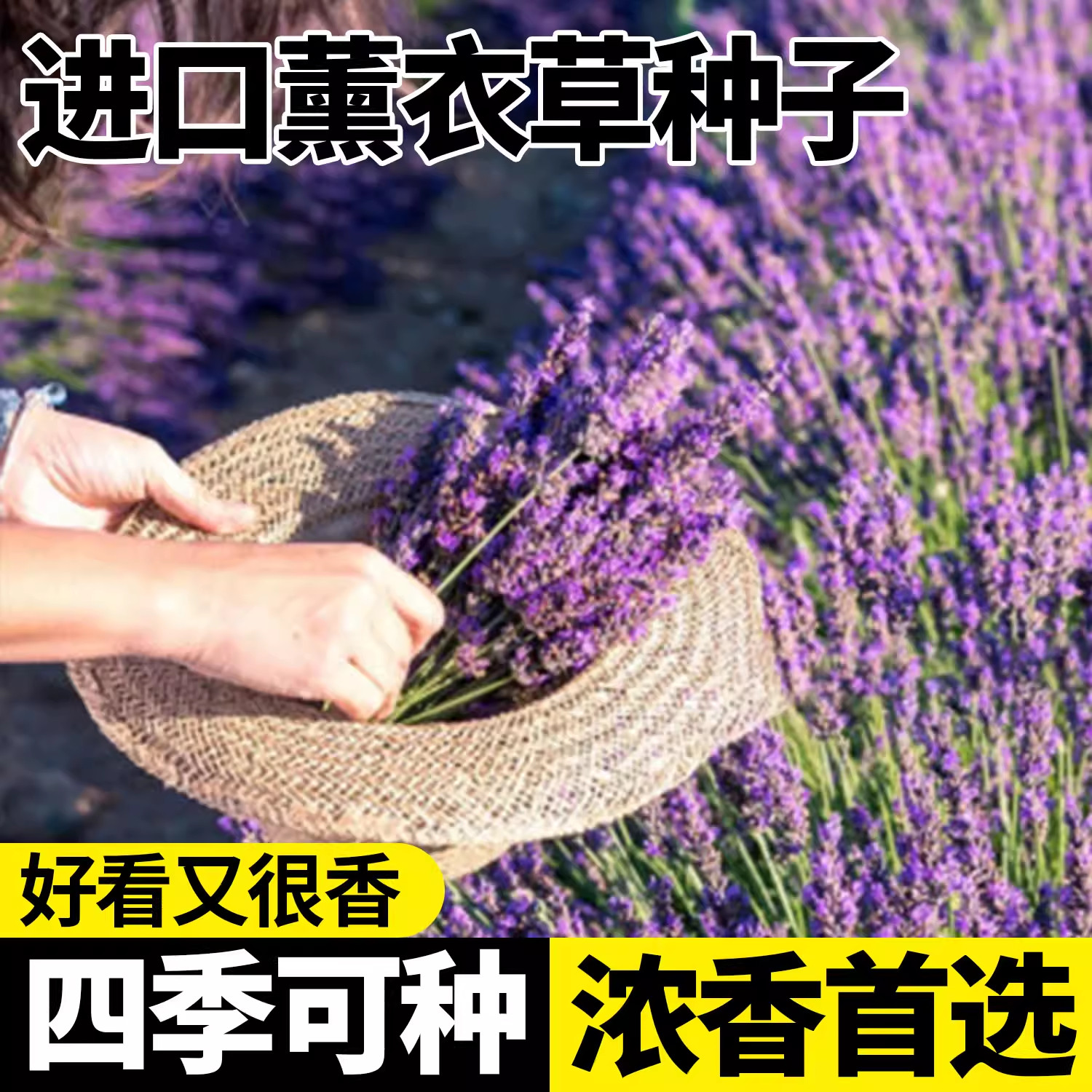 进口薰衣草种子籽四季速生花香扑鼻耐寒耐热易活鲜花庭院阳台盆栽,鲜花速递/花卉仿真/绿植园艺,家庭园艺种子,淘宝优惠券,粉丝福利购,淘宝优惠卷