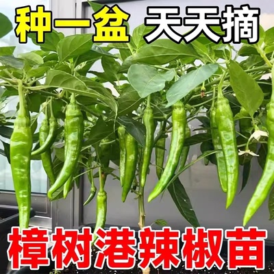 正宗湖南樟树港辣椒苗好吃高产