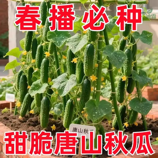 甜脆唐山秋瓜种子高产秋黄瓜种子新品种水果黄瓜籽旱黄瓜蔬菜种子