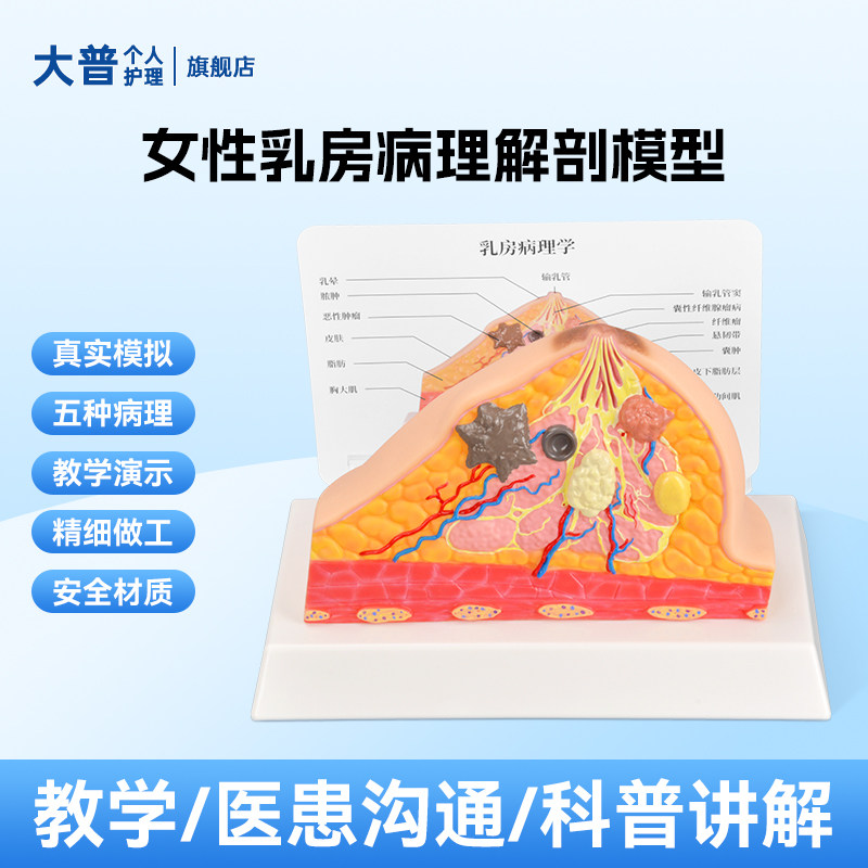 乳房病理胸部解剖乳房结构造模型