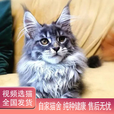 纯种缅因猫幼猫长毛巨型猫银虎斑棕虎斑猫幼崽库恩猫活体宠物猫咪