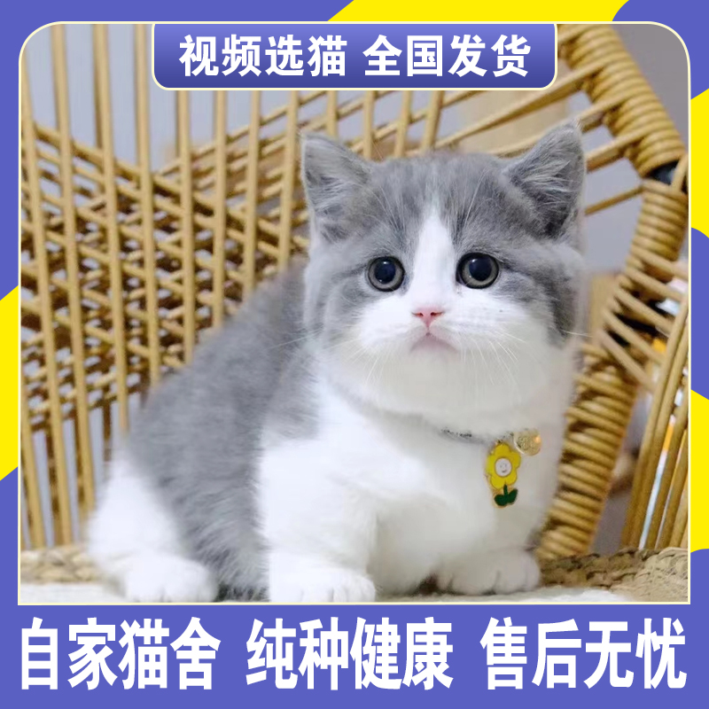 蓝白折耳猫多少钱一只图片