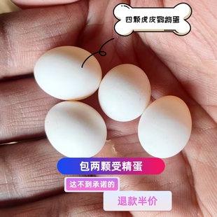 受精蛋种蛋虎皮鹦鹉蛋可人工孵化当天新鲜鸟蛋受精率高旋风鹦鹉蛋