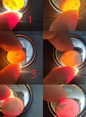受精蛋种蛋虎皮鹦鹉蛋可人工孵化当天新鲜鸟蛋受精率高旋风鹦鹉蛋