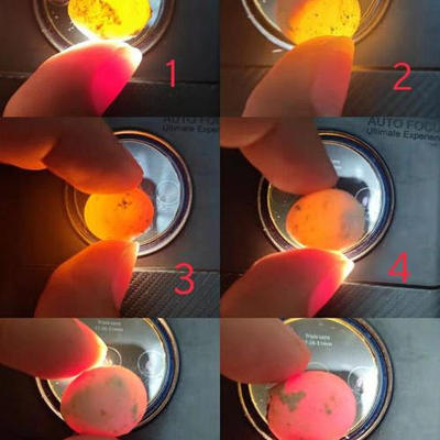 受精蛋种蛋虎皮鹦鹉蛋可人工孵化当天新鲜鸟蛋受精率高旋风鹦鹉蛋