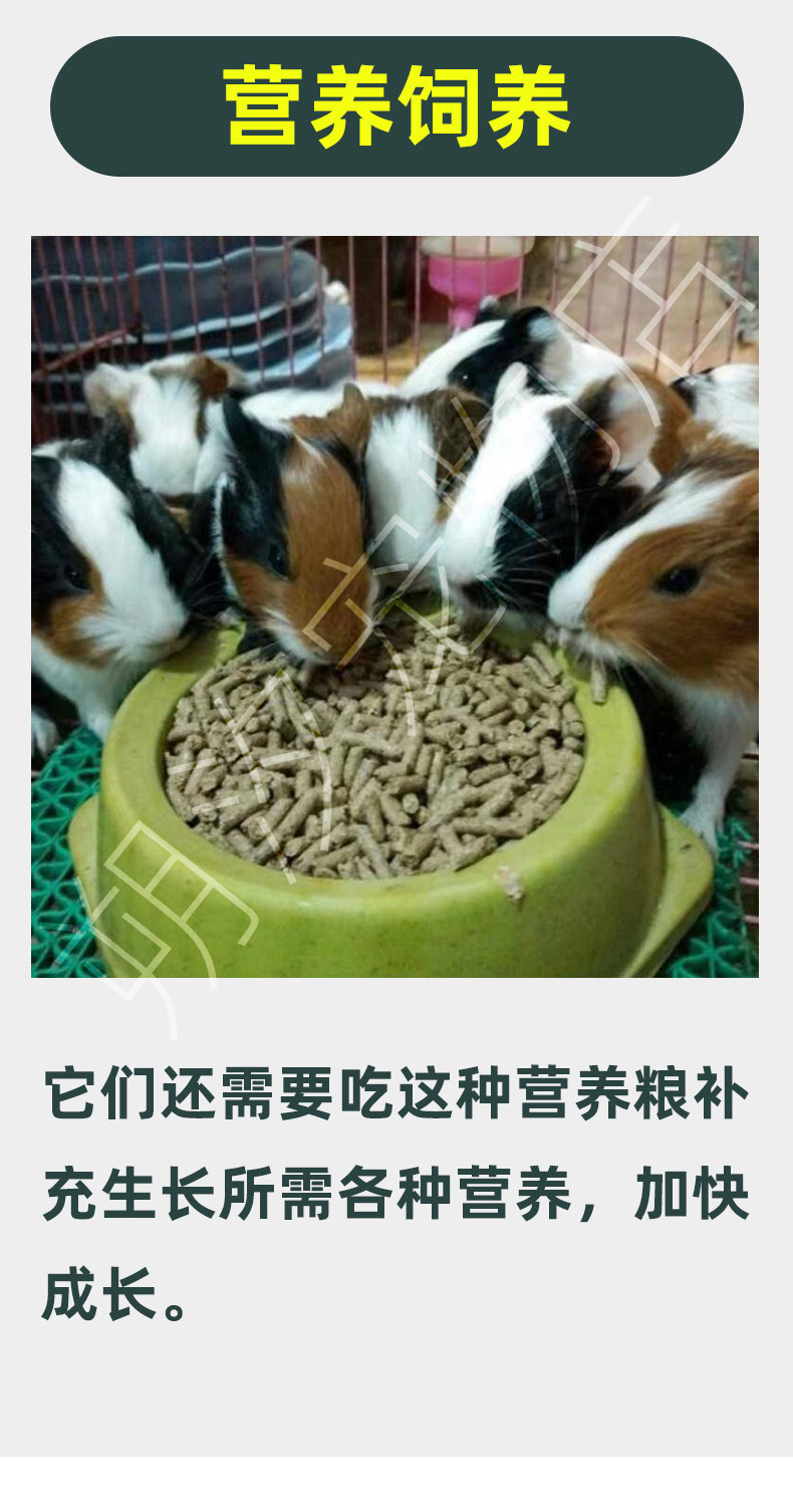 荷兰猪专用纯饲料营养健康主食金丝熊仓鼠通用口粮自家豚鼠养殖用,畜牧/养殖物资,畜牧/养殖饲料,淘宝优惠券,粉丝福利购,淘宝优惠卷