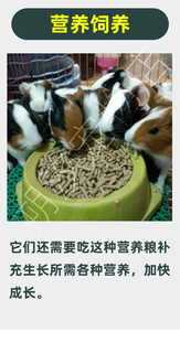 荷兰猪专用纯饲料营养健康主食金丝熊仓鼠通用口粮自家豚鼠养殖用