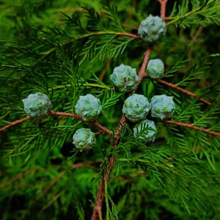 大山现采摘侧柏果露天散装新鲜柏树籽柏铃子现发柏籽壳助眠枕头芯