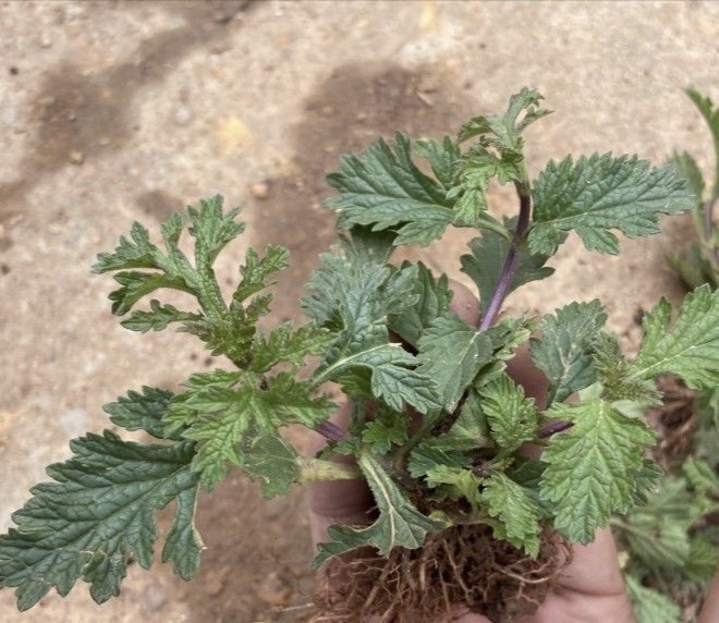 云南马鞭草新鲜现挖原生态中药材铁马鞭马鞭梢中草药