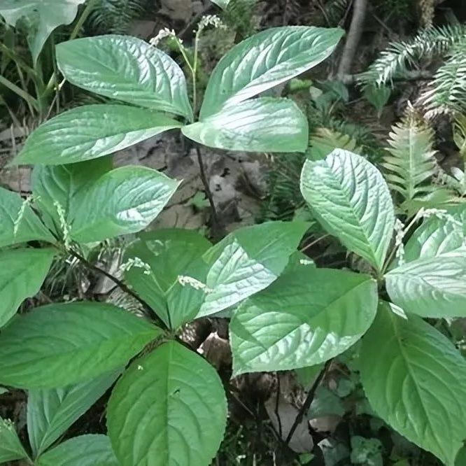 云南纯天然四大天王药材四块瓦草药新鲜四块瓦四叶黄四儿风药材