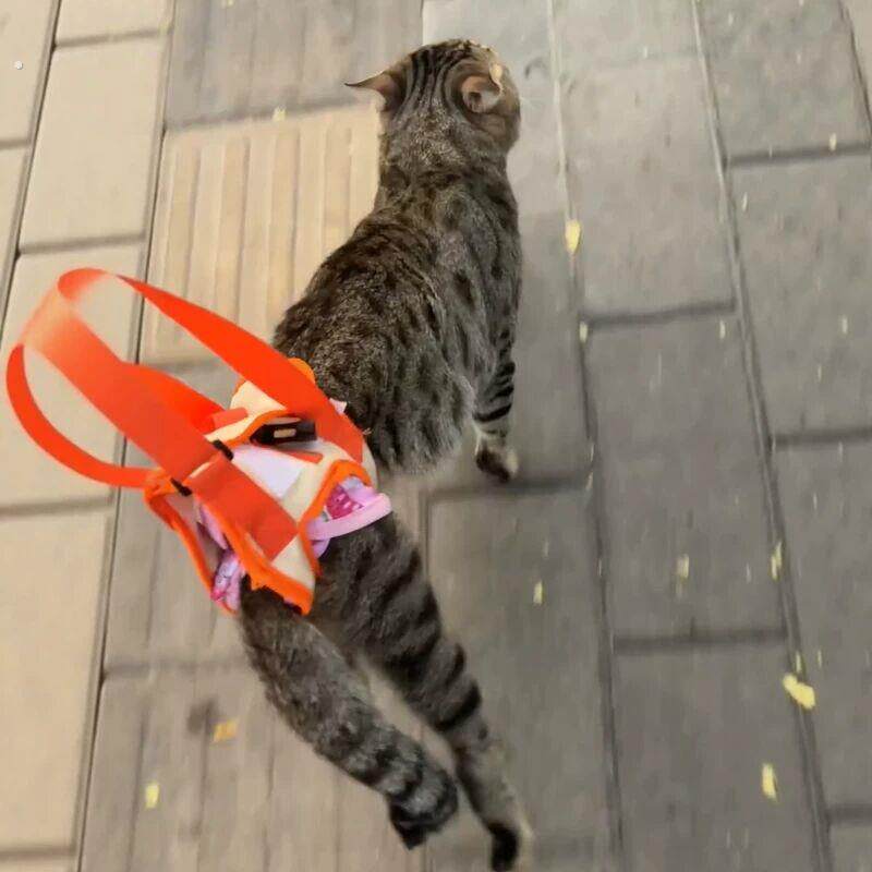 猫后腿无力辅助带高龄老年犬身心障碍犬宠物康复锻炼带上楼协助带