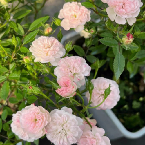 新品重瓣樱花镜月季勤花丰花月季