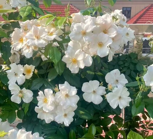 小清新单瓣月季莎莉福尔摩斯 抗病多季节开花勤花品种 阳台庭院花