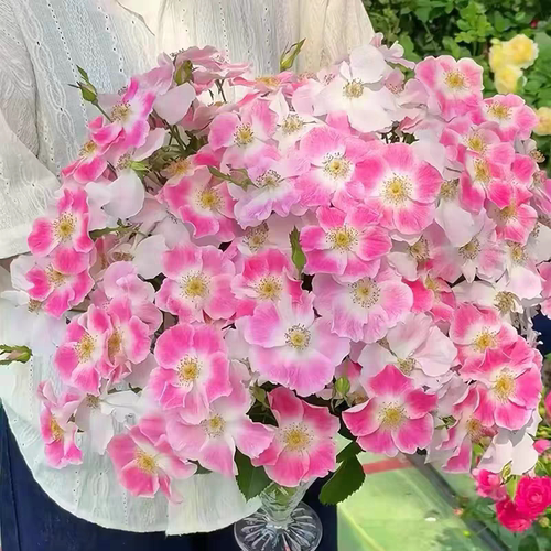 新品月季桃花影 根接花苗灌木大花型 多季节开花盆栽庭院阳台花卉