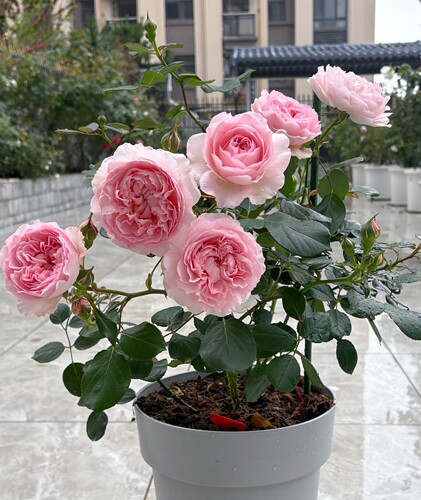 新品月季识晴根接苗 多季开花灌木  盆栽庭院阳台花卉