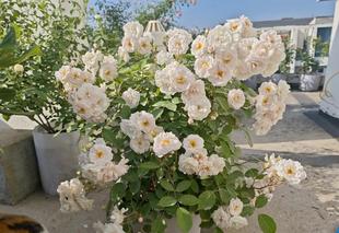 卡尔维诺/玛丽帕维奇古老月季 “耐阴王”植株小无刺勤花量大浓香