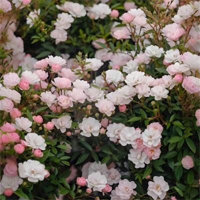 微月品种合集姬乙女樱板等勤花