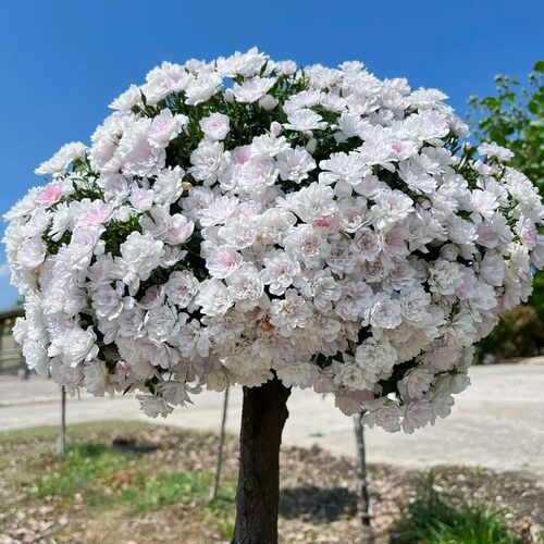 姬乙女月季 棒棒糖盆景提根阳台庭院花园植物小清新