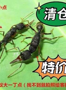 猎镰猛蚁蚂蚁活体科普教育