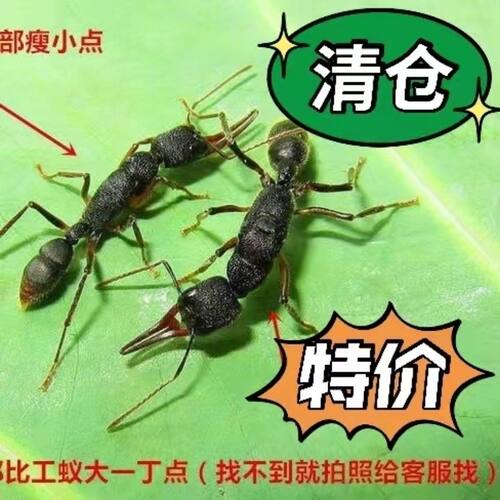 猎镰猛蚁蚂蚁活体科普教育