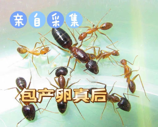 拟光腹弓背蚁宠物蚂蚁蚁后26年新后