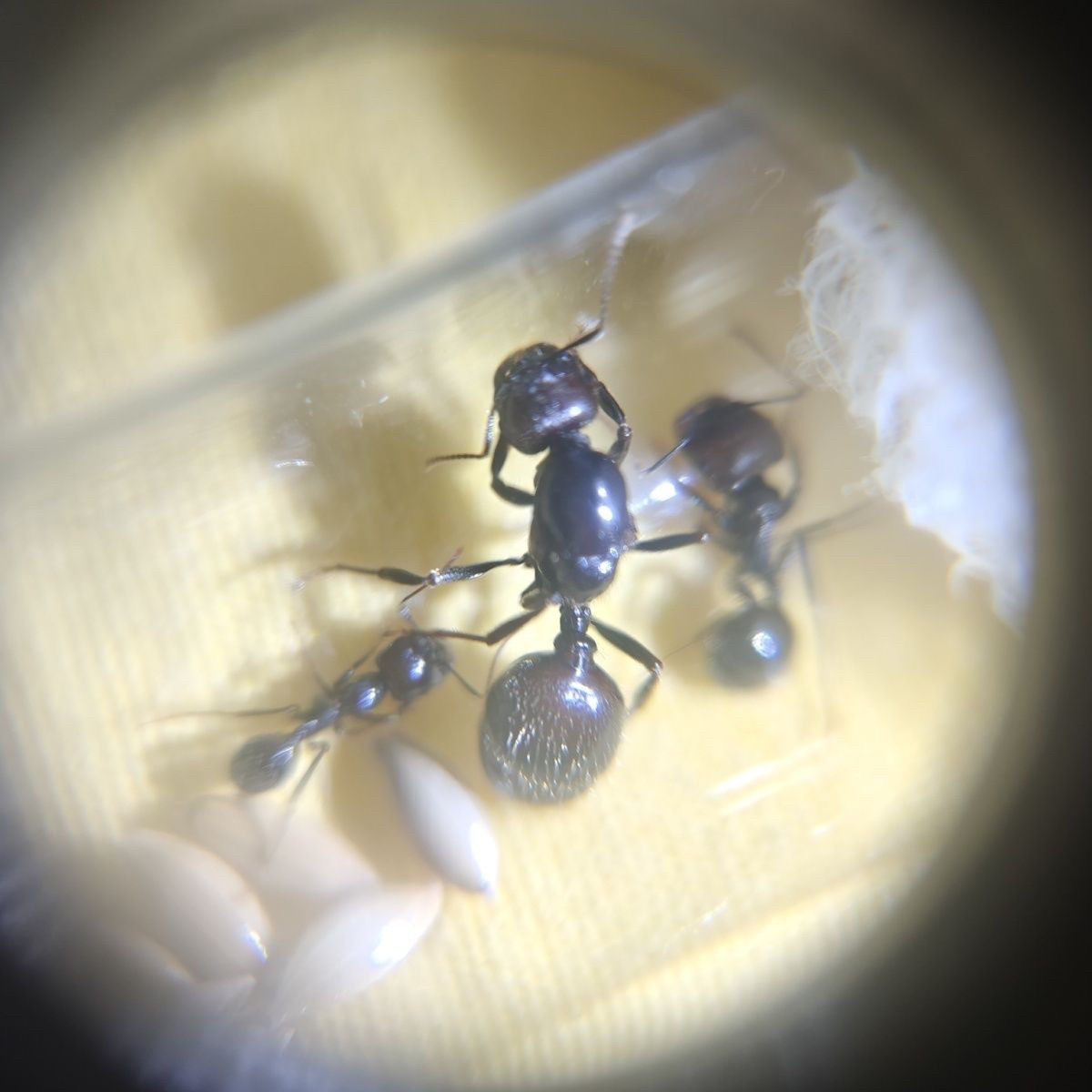 原生收获蚁后 新手可入 科普教育