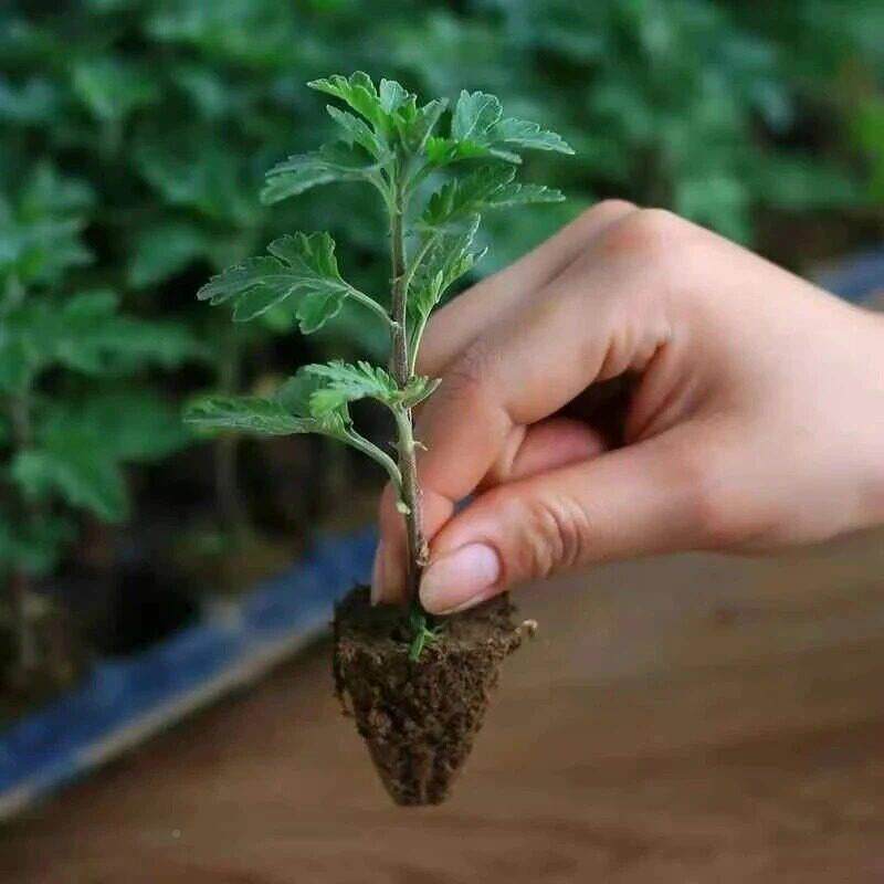 混色【大DUC苗】阳多年生植花物开花大菊花盆栽台庭院花卉z菊y