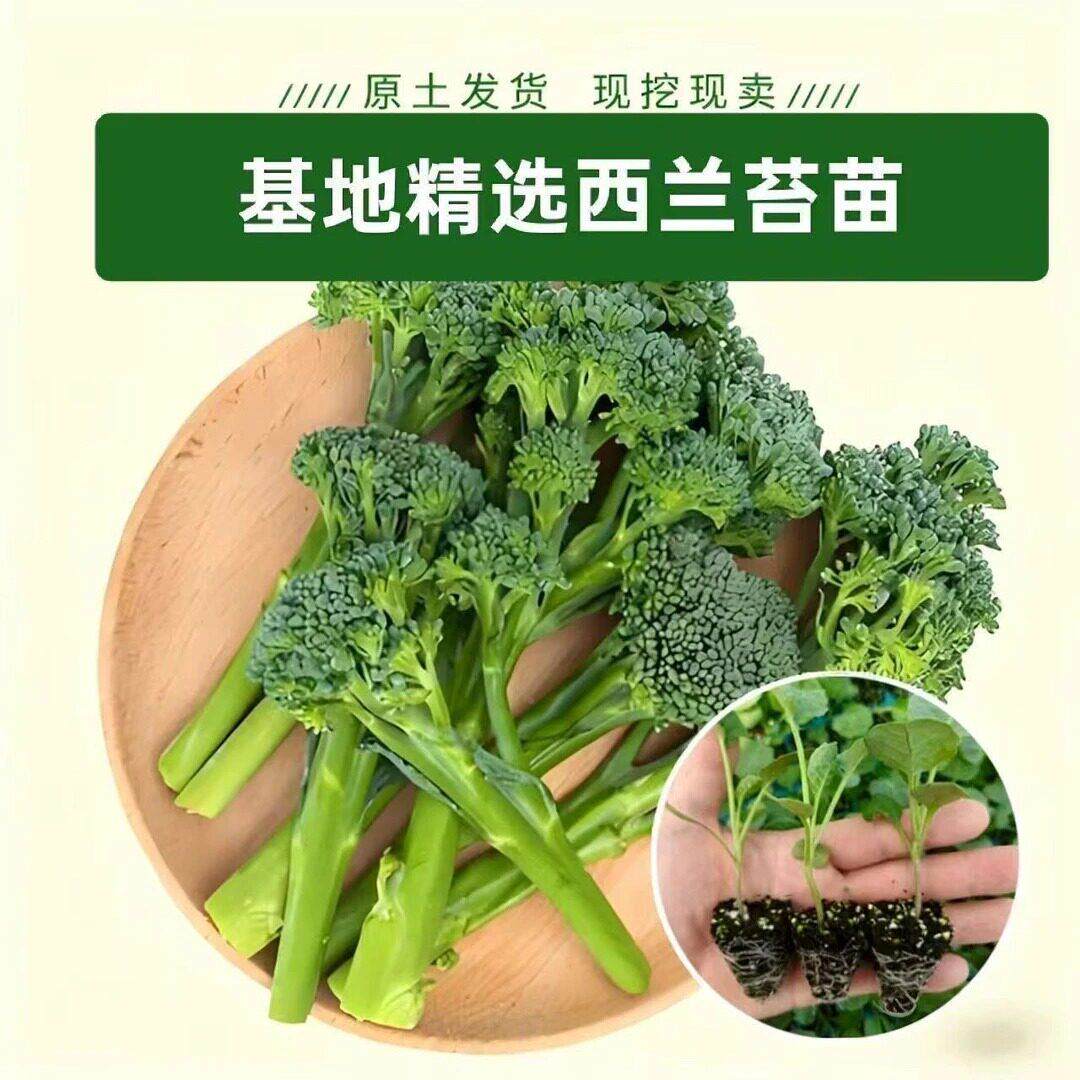 西兰苔兰苗子秋YCP嫩芥苔秧苗春四季耐热阳台庭院种植蔬菜脆种苗z