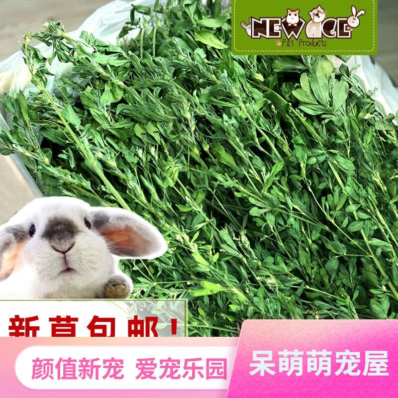 龙猫紫花苜蓿粮干草牧草荷兰兔子猪草粮兔草饲料草兔干草吃的草 大淘优券 龙猫紫花苜蓿粮干草牧草荷兰兔子猪草粮兔草饲料草兔干草吃的草 大淘优券