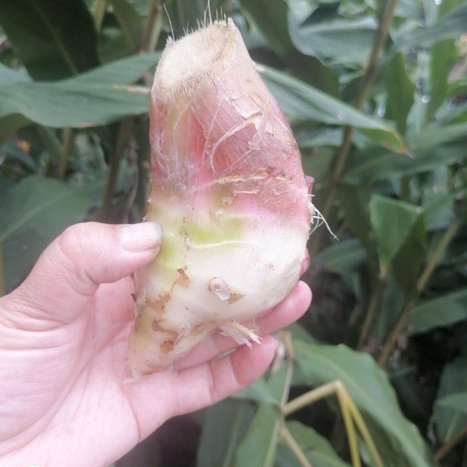 贵州省草果老新鲜现挖吊汤调料纳雍县草果根高汤调味料香料包邮