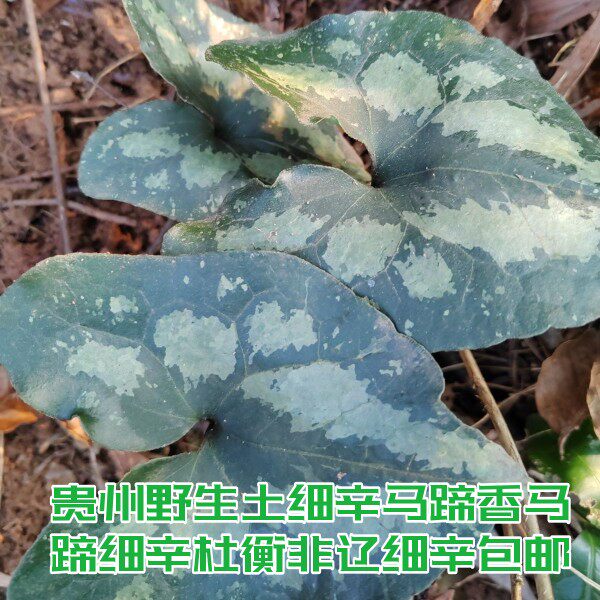 贵州野生苕叶细辛花脸细辛大叶马蹄香马蹄细辛杜衡中草药材包邮