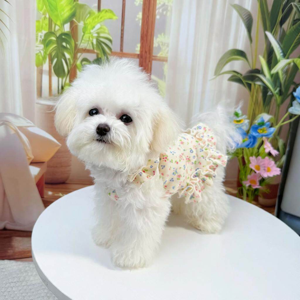 宠物服饰春夏碎花吊带裙公主风狗狗猫咪衣服比熊薄款透气