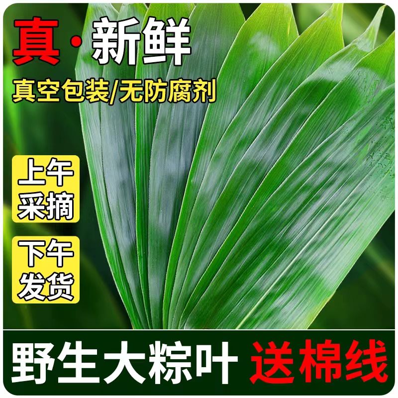 新鲜粽子叶大宽叶纯天然粽叶芦苇粽叶真空包装野生江西箬叶批发价