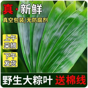 新鲜粽子叶大宽叶纯天然粽叶芦苇粽叶真空包装野生江西箬叶批发价