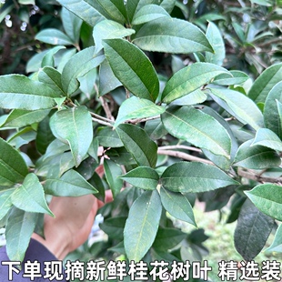 新鲜桂花树叶现摘带枝发货绿色桂花叶真树叶手工树叶包邮