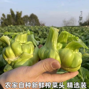 青菜头棒菜菱角菜疙瘩菜泡菜头涪陵榨菜儿菜咸菜料新鲜榨菜头包邮