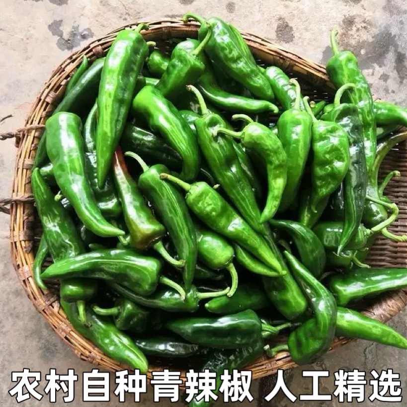 新鲜辣椒特辣新鲜青辣椒特辣辣妹子现摘现发农家辣椒时令蔬菜包邮