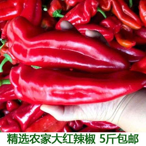 新鲜辣椒大红5斤农家现摘当季