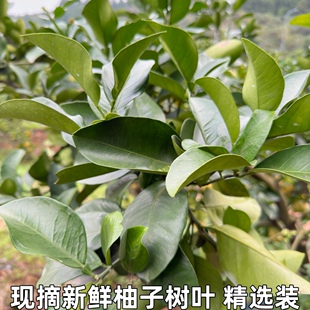 新鲜柚子叶包邮碌柚带技叶子树叶乔迁新居祈福转运沐浴去晦气
