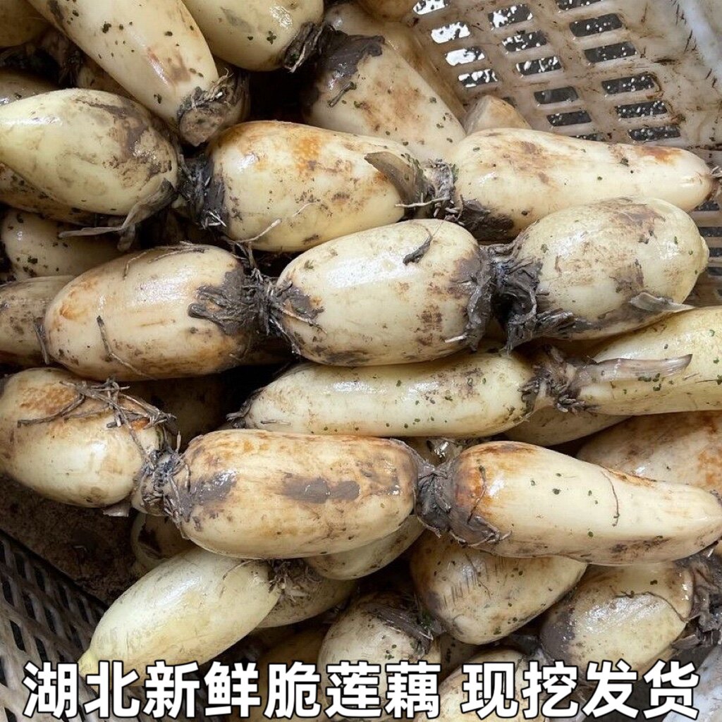 湖北特产面藕现挖带泥巴藕凉拌现挖脆莲藕新鲜煲汤脆藕包邮