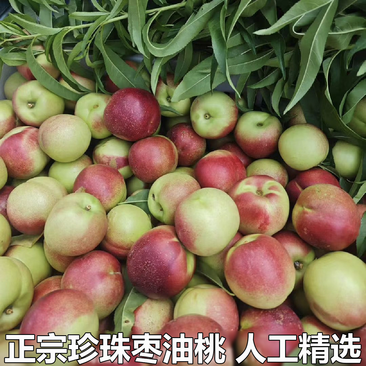 现摘新鲜小油桃珍珠枣油桃