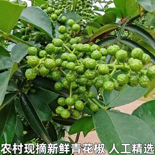 湖北宜昌农家青花椒本地土花椒新花椒生麻椒鲜青藤椒新鲜青花椒