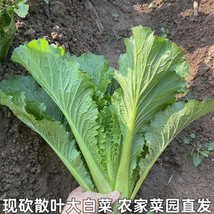 湖北农家蔬菜新鲜青麻叶散叶大白菜毛白菜散叶白菜不包心青菜叶菜