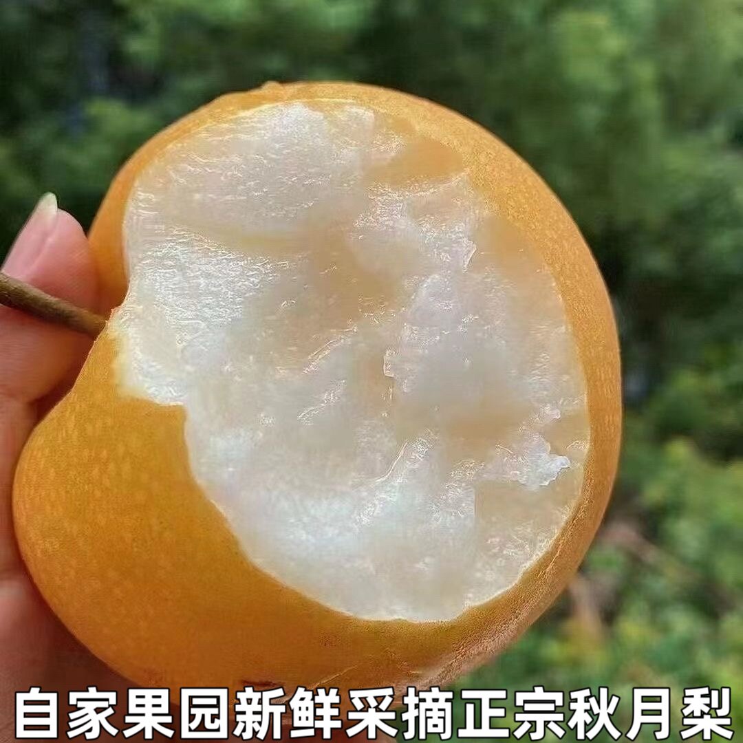 正宗秋月梨新鲜水果当季整箱礼盒黄皮梨子冰糖羊脂秋月梨包邮