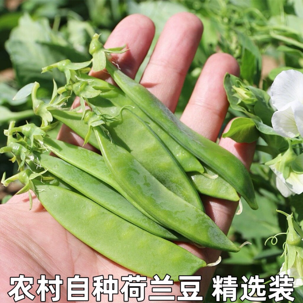 农家雪豌豆荷仁豆剪豆刀刀豆青豆时令蔬菜新鲜嫩荷兰豆辅食包邮