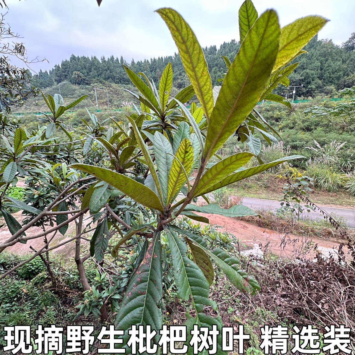 现摘新鲜枇杷叶枇杷树叶新鲜枇杷树叶现摘食用枇杷叶茶琵琶叶偏方_虎窝淘